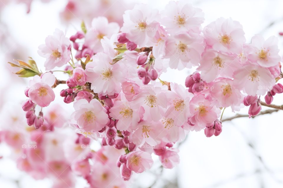 Beautiful pink cherry tree blossom in spring 