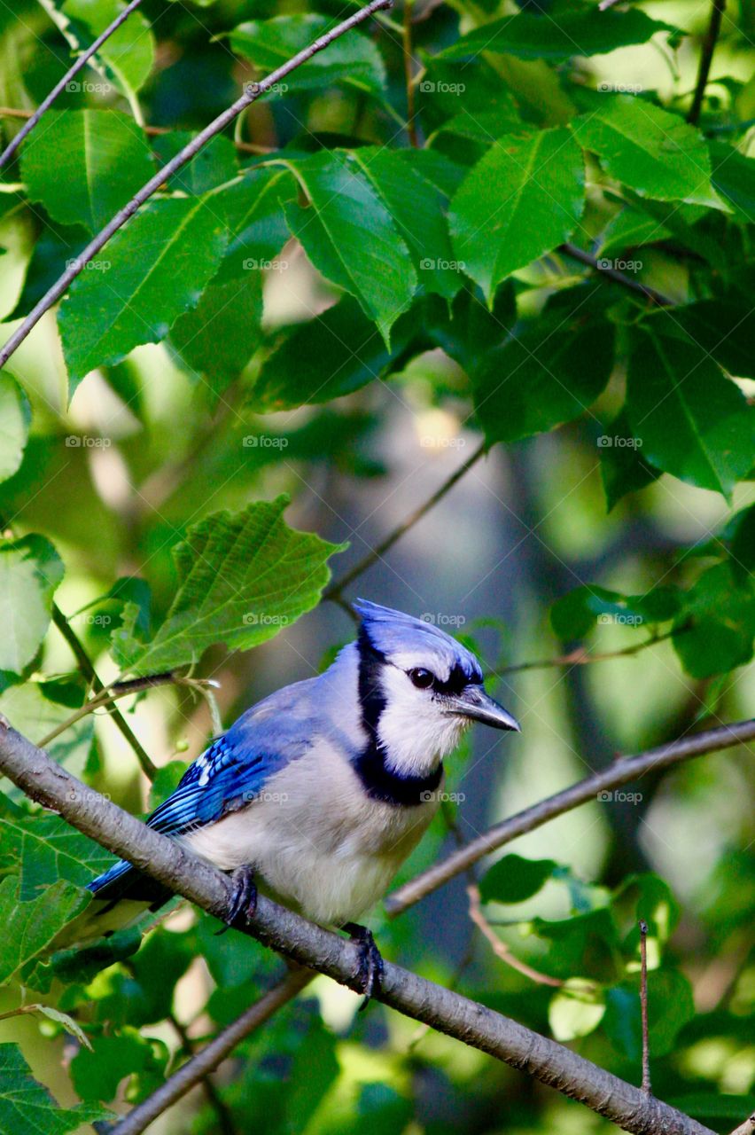 Blue jay perched on a branch