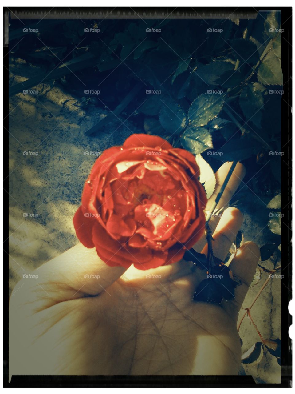 red rose for love...
