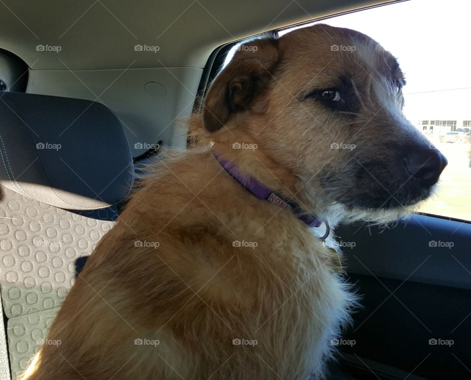 Sophie hates her picture being taken. she gets this look of disguise on her face every time a photo is taken. It's too funny.