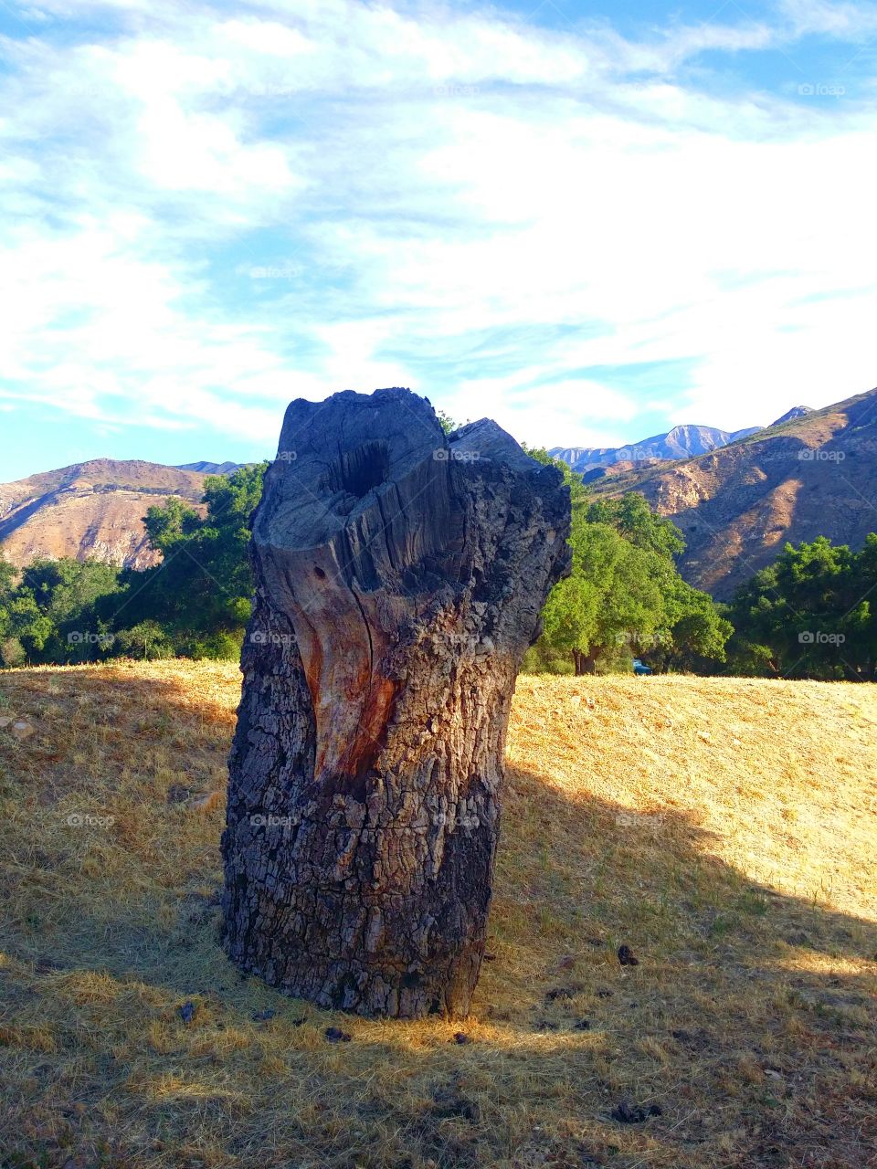 Lonely Stump. Had a great hike 