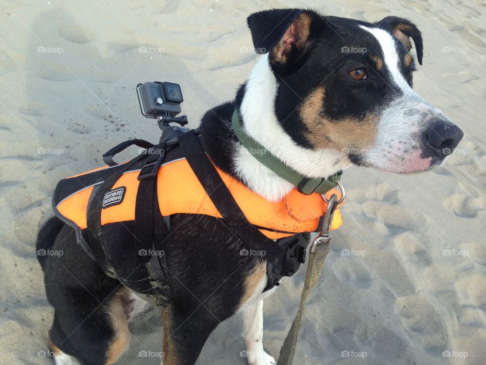 Dog with go pro and life vest