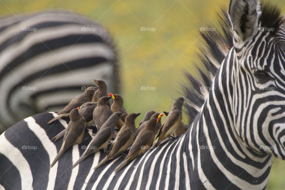 oxpeckers on zebra