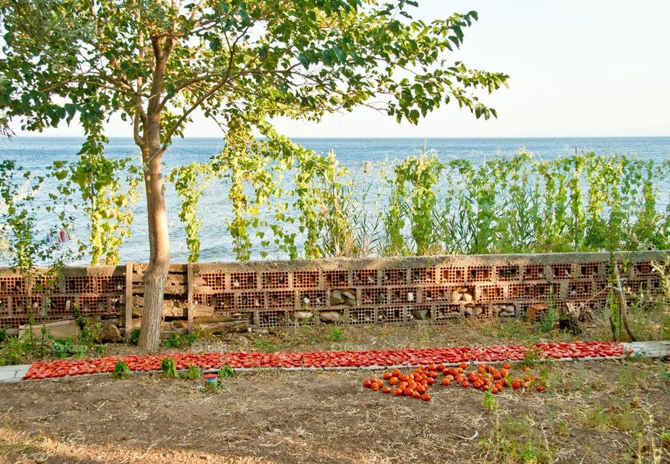 Tomatos Drying Under The Sun In A Garden By The Sea
