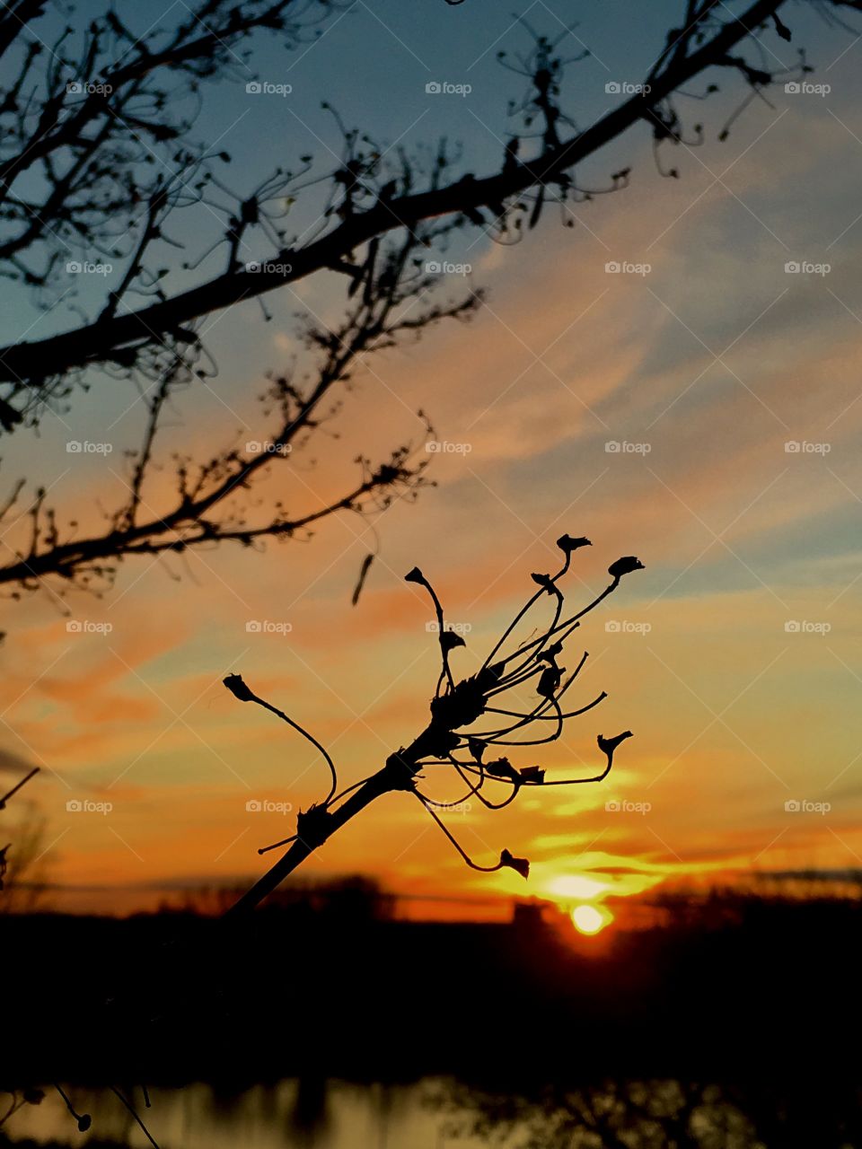 Twiggy sunset
