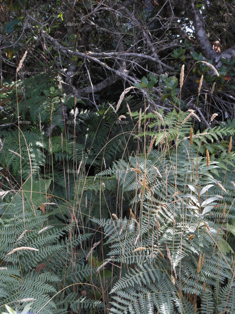 Forest grasses 