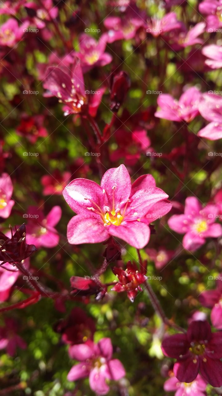 Pink Flower. Pink Flower 