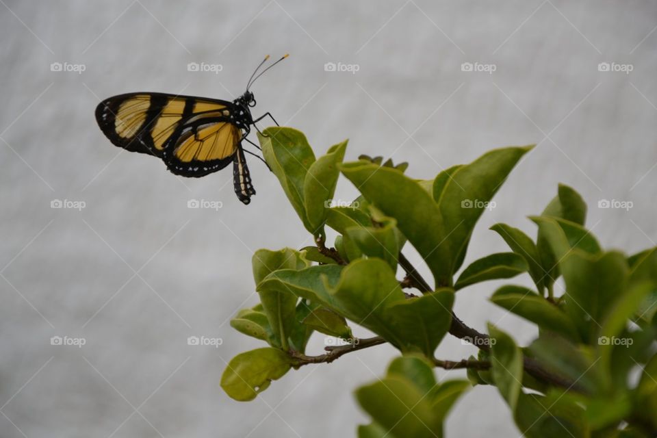borboleta butterfly