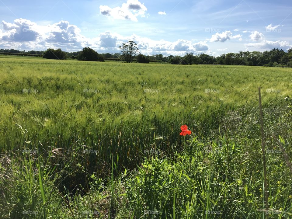 English Countryside