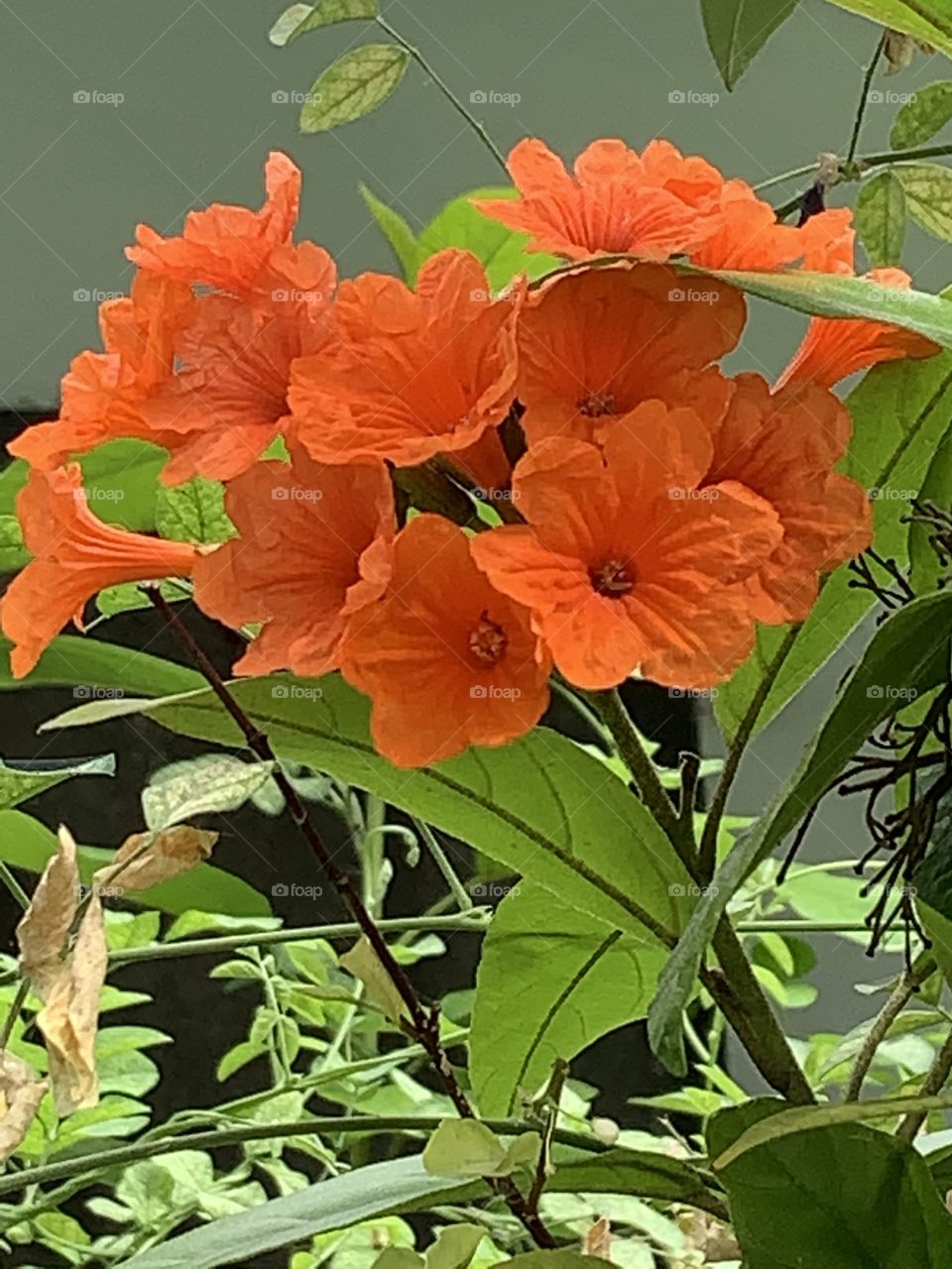 Shape of the flowers, Countryside (Thailand)