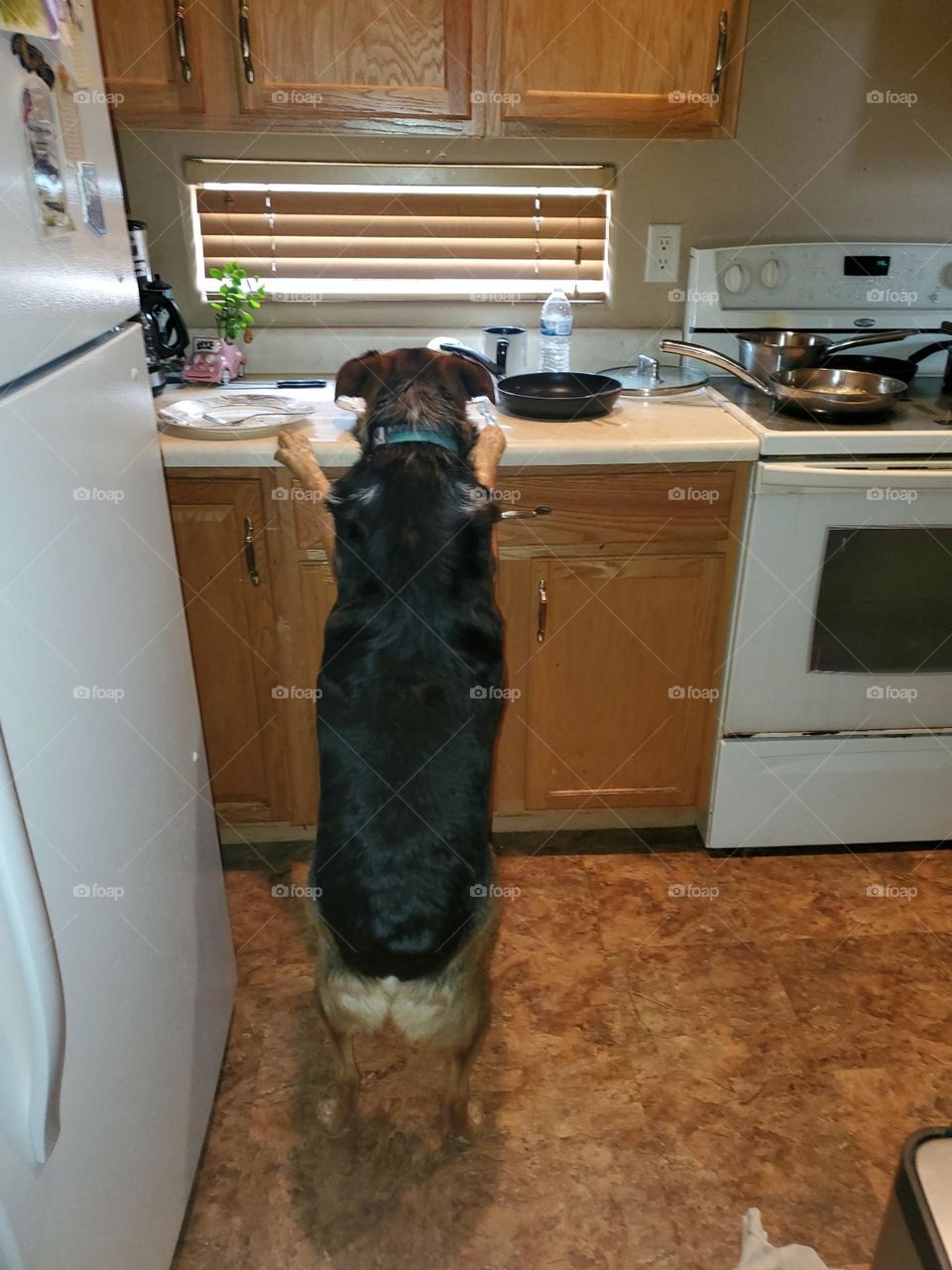 Texas Heeler in the Kitchen