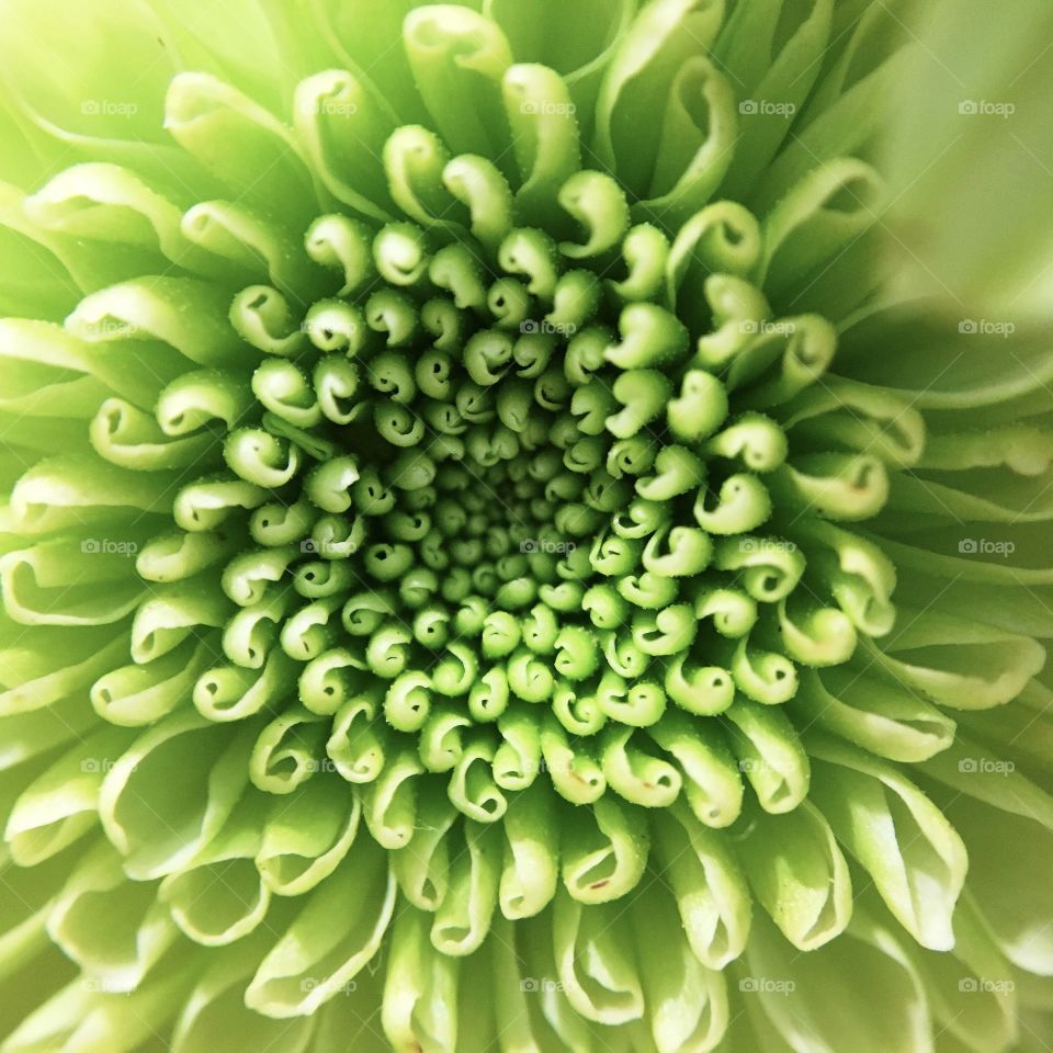 Green Chrysanthemum 