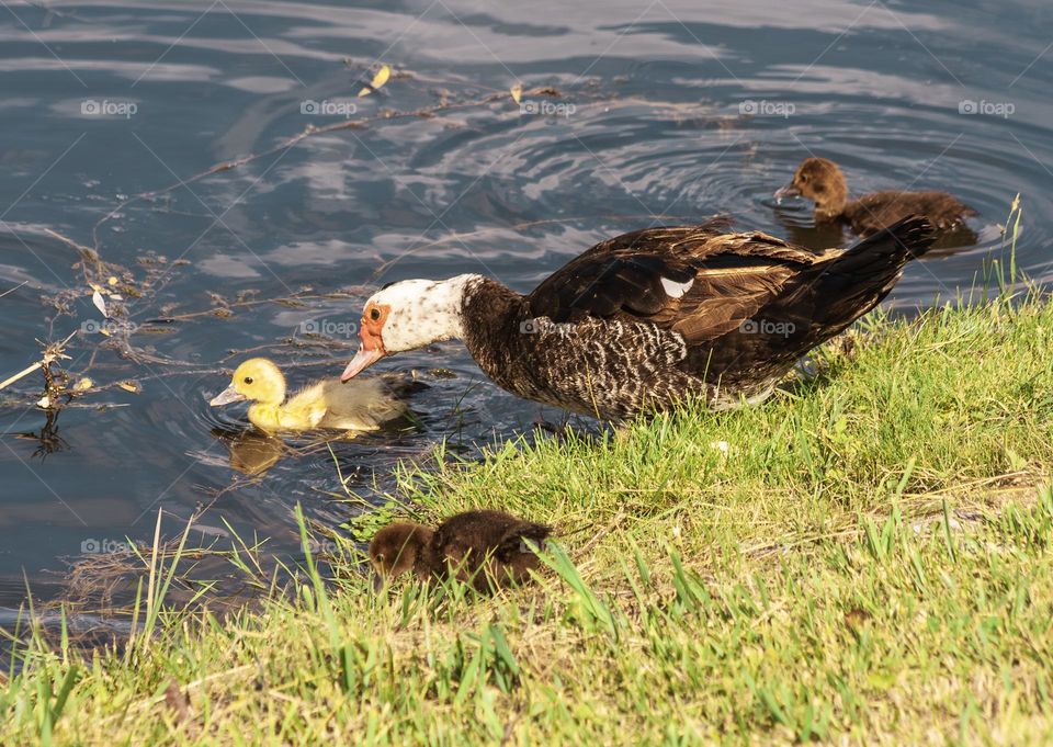 Mother Muscovy duck encourages her chicks in the water.
