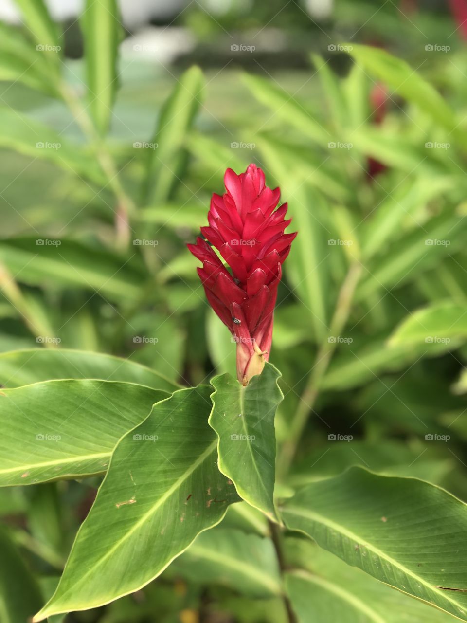  Alpínia a tropical flower known as Red Ginger.