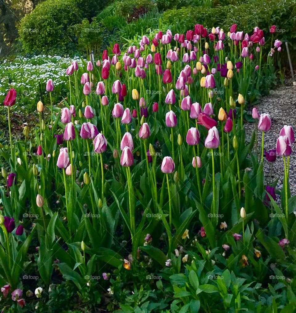 Tulips in Spring