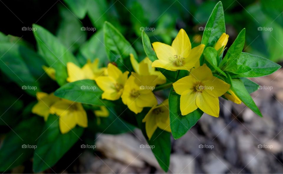 Small Yellow Flowers