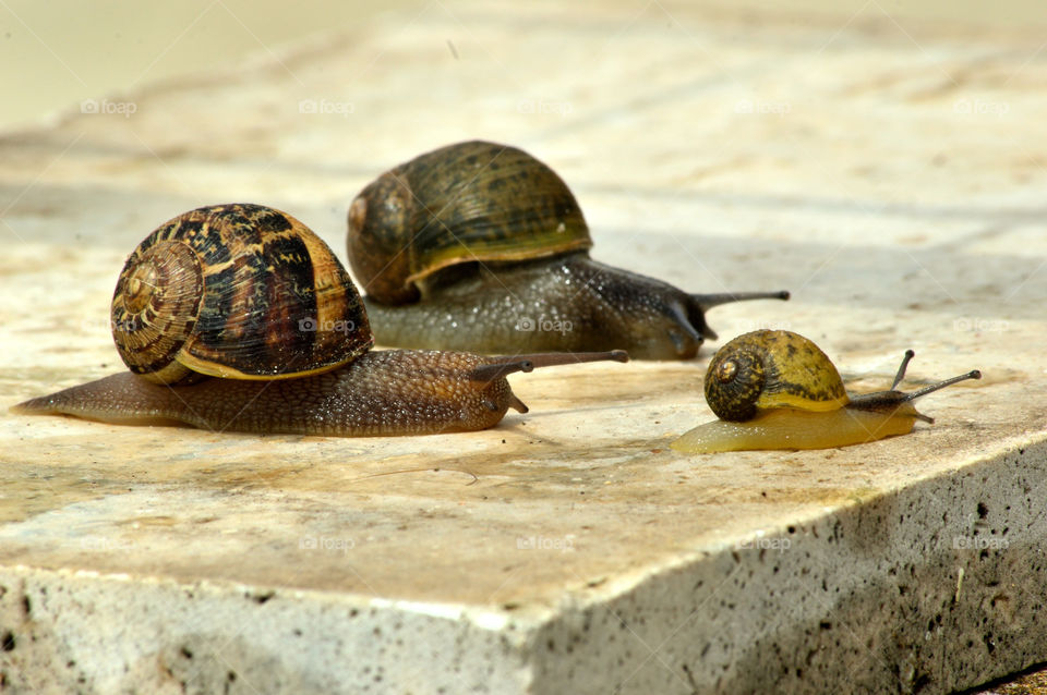 snail family after rain