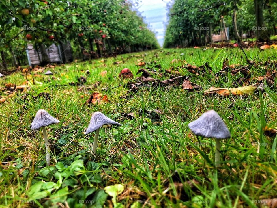 mushrooms in the apple orchard