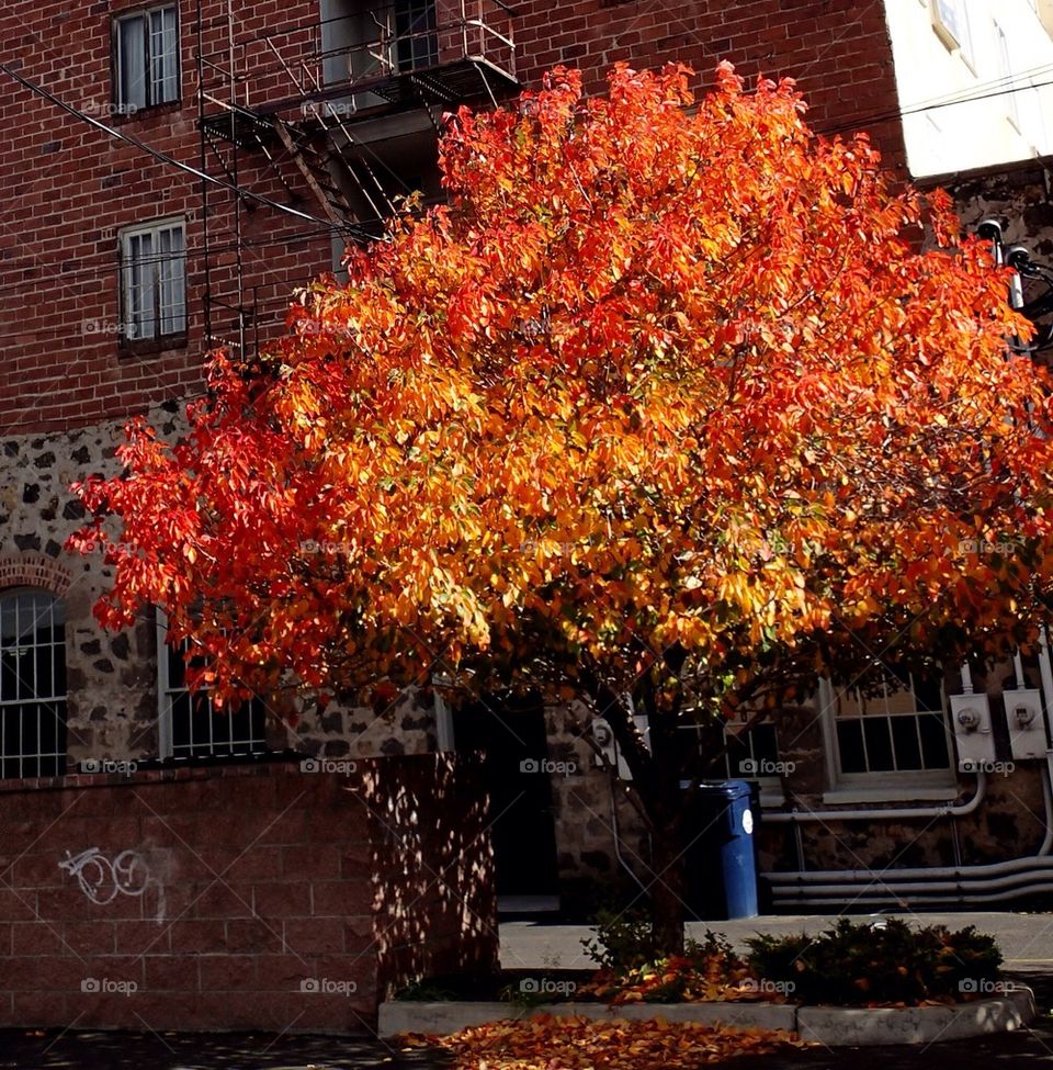 Fall in the Alley