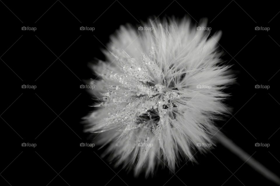 dandelion with morning dew on a black background