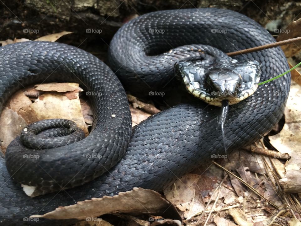 Hognose Snake