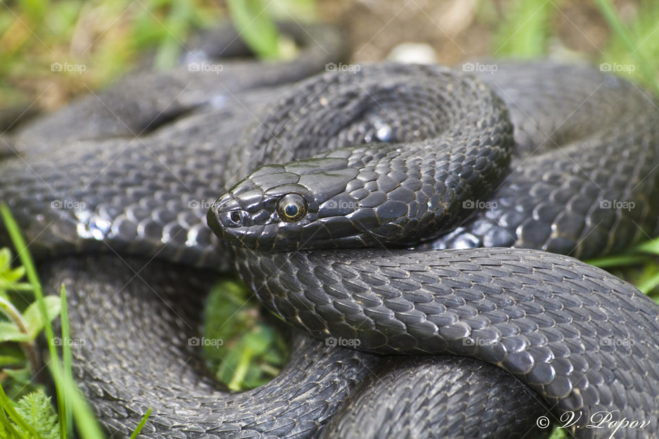 Black snake