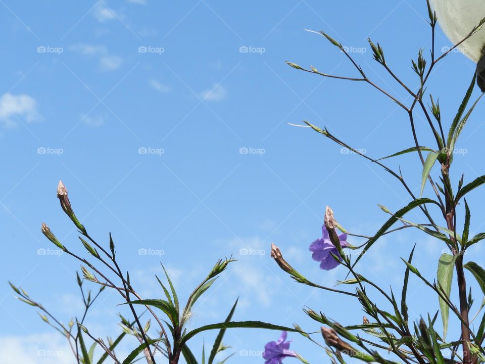 Primavera Flores Cielo Colores Violeta