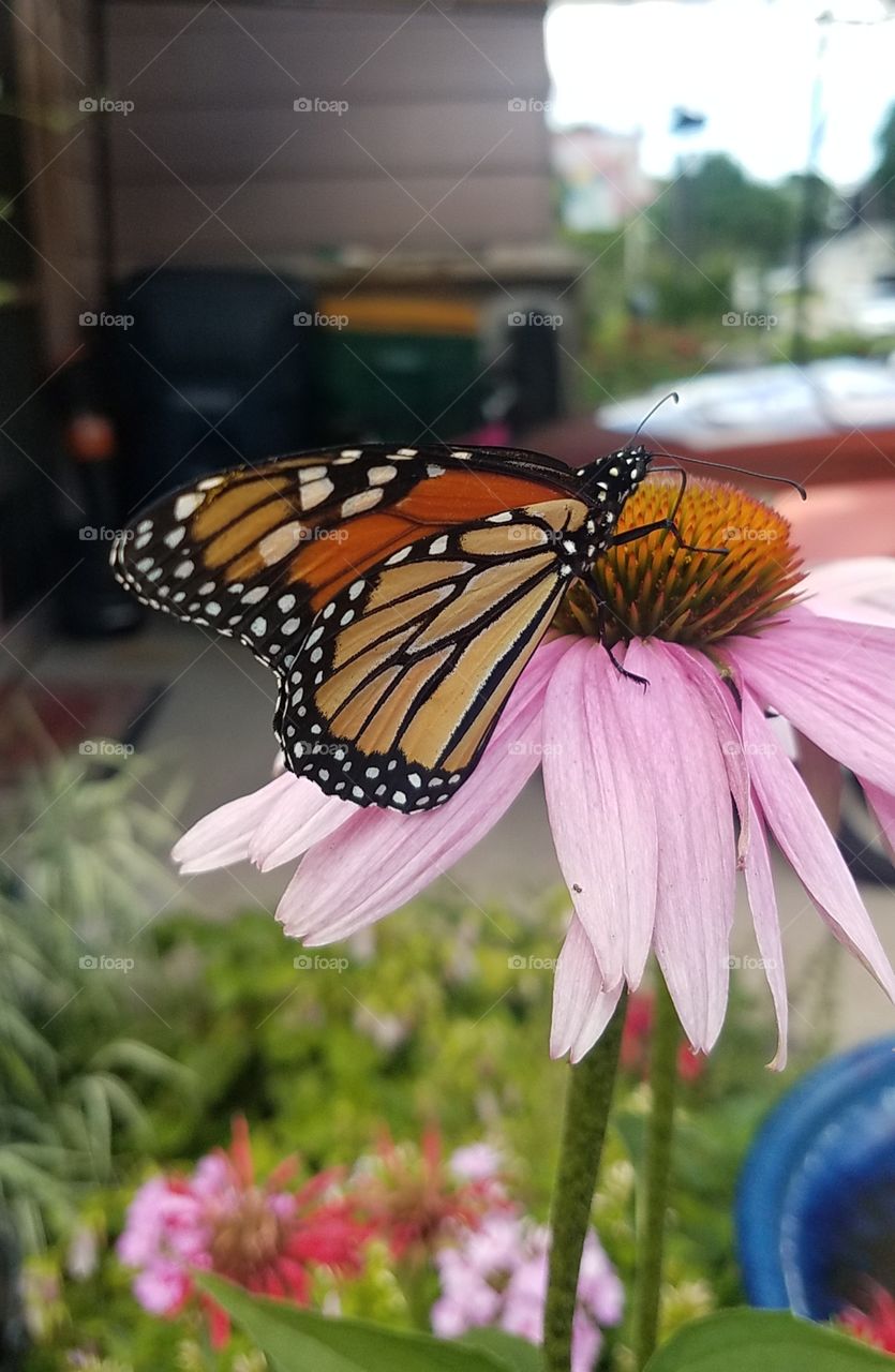 Monarch butterfly