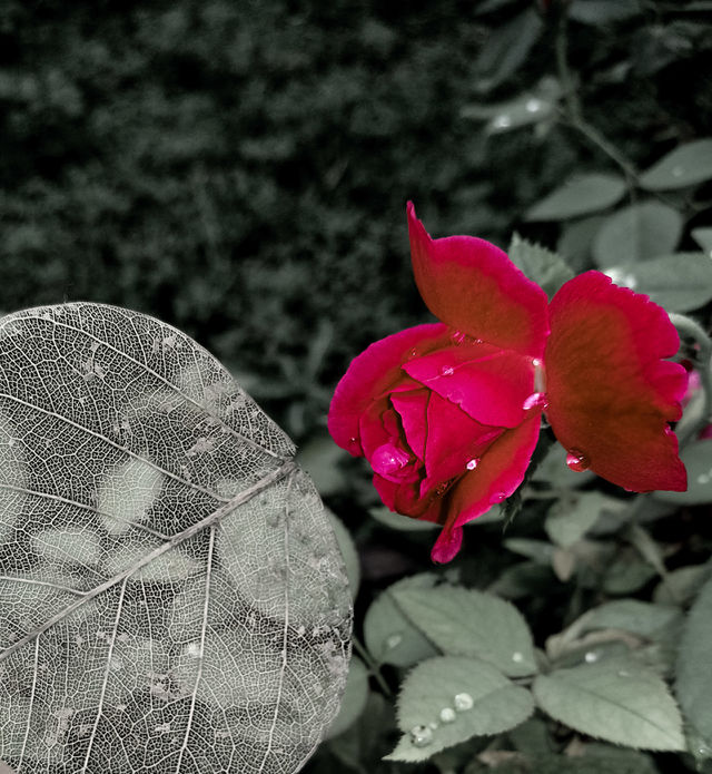 rose