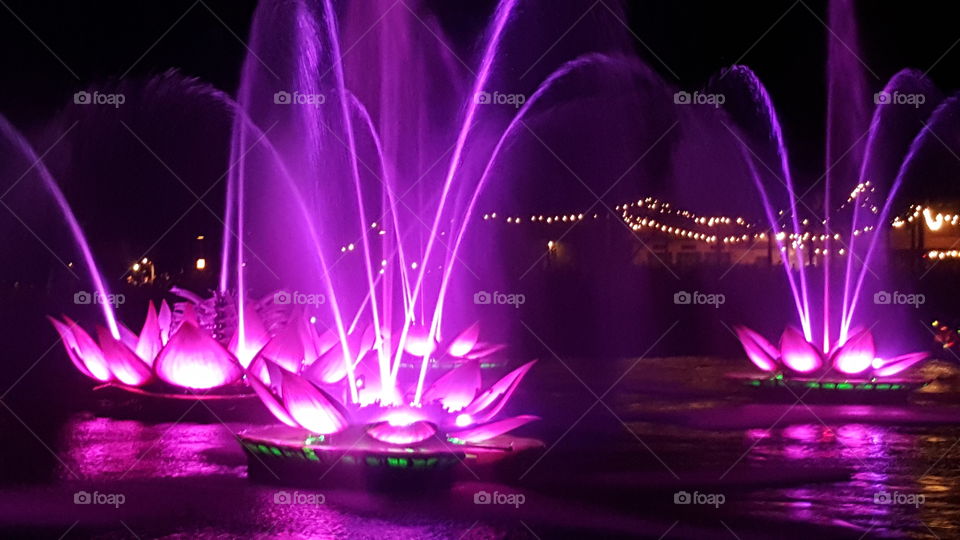 Blooming flowers light up the night over the waters of Discovery River during Rivers of Light at Animal Kingdom at the Walt Disney World Resort in Orlando, Florida.