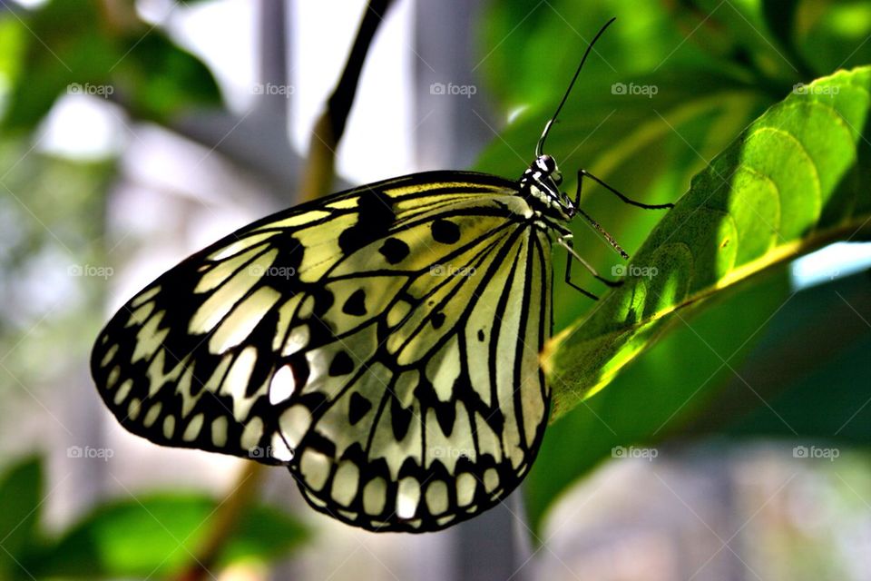 Yellow beauty