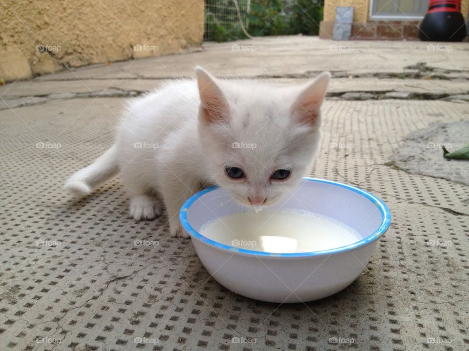 Close-up of a kitten drinking milk