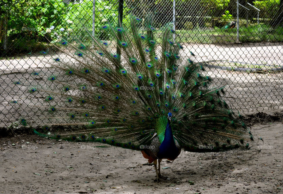 outdoors colors animal usa by refocusphoto