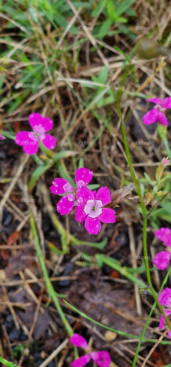 Forest flowers