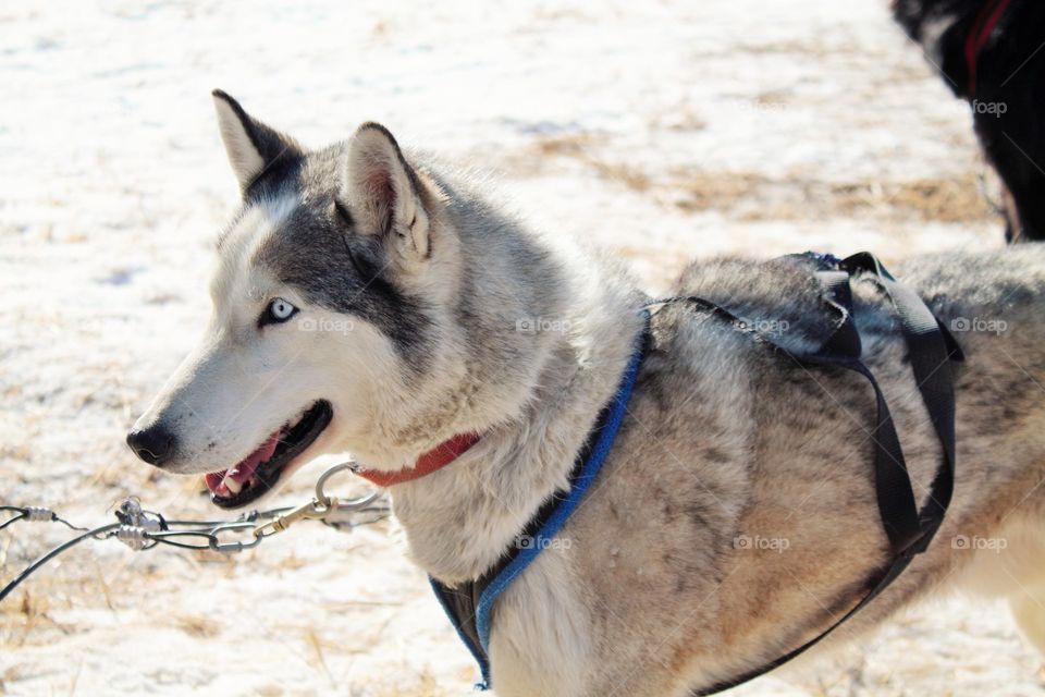 Sled dog