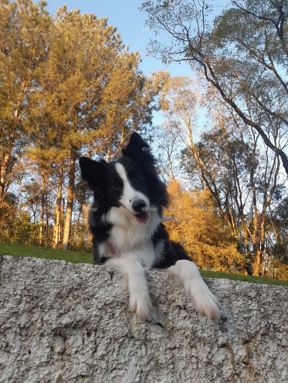 Border Collie