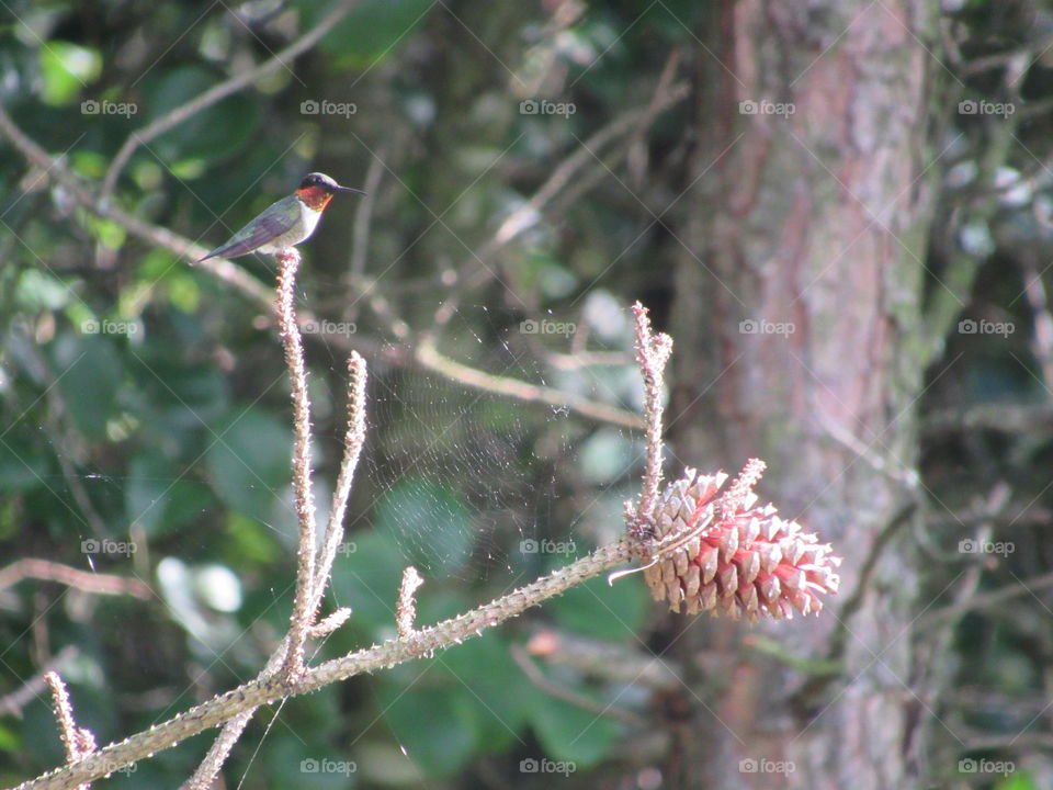 Ruby throated hummingbird in a pine tree beside a spider web