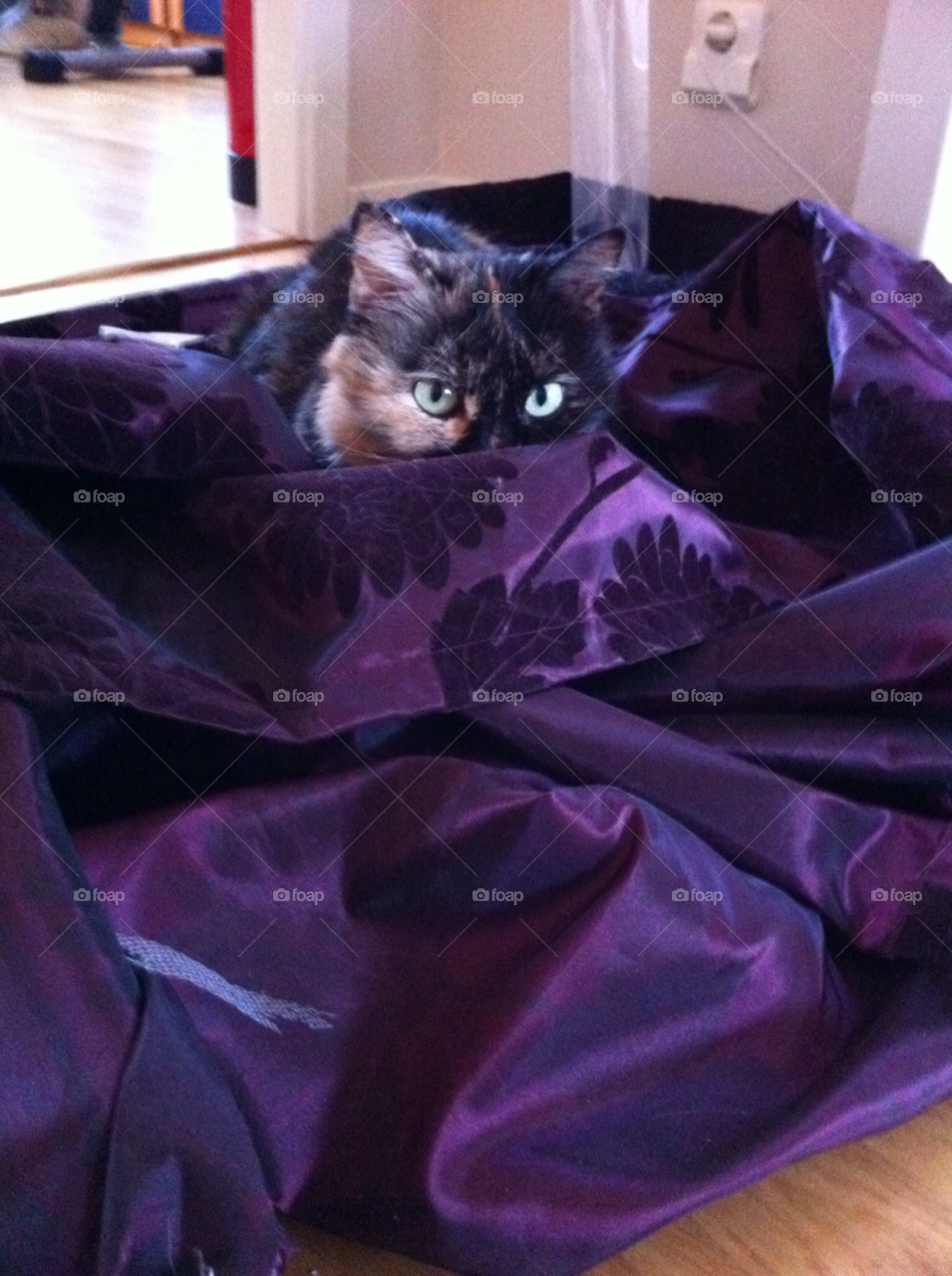 purple cat animal pet by MagnusPm