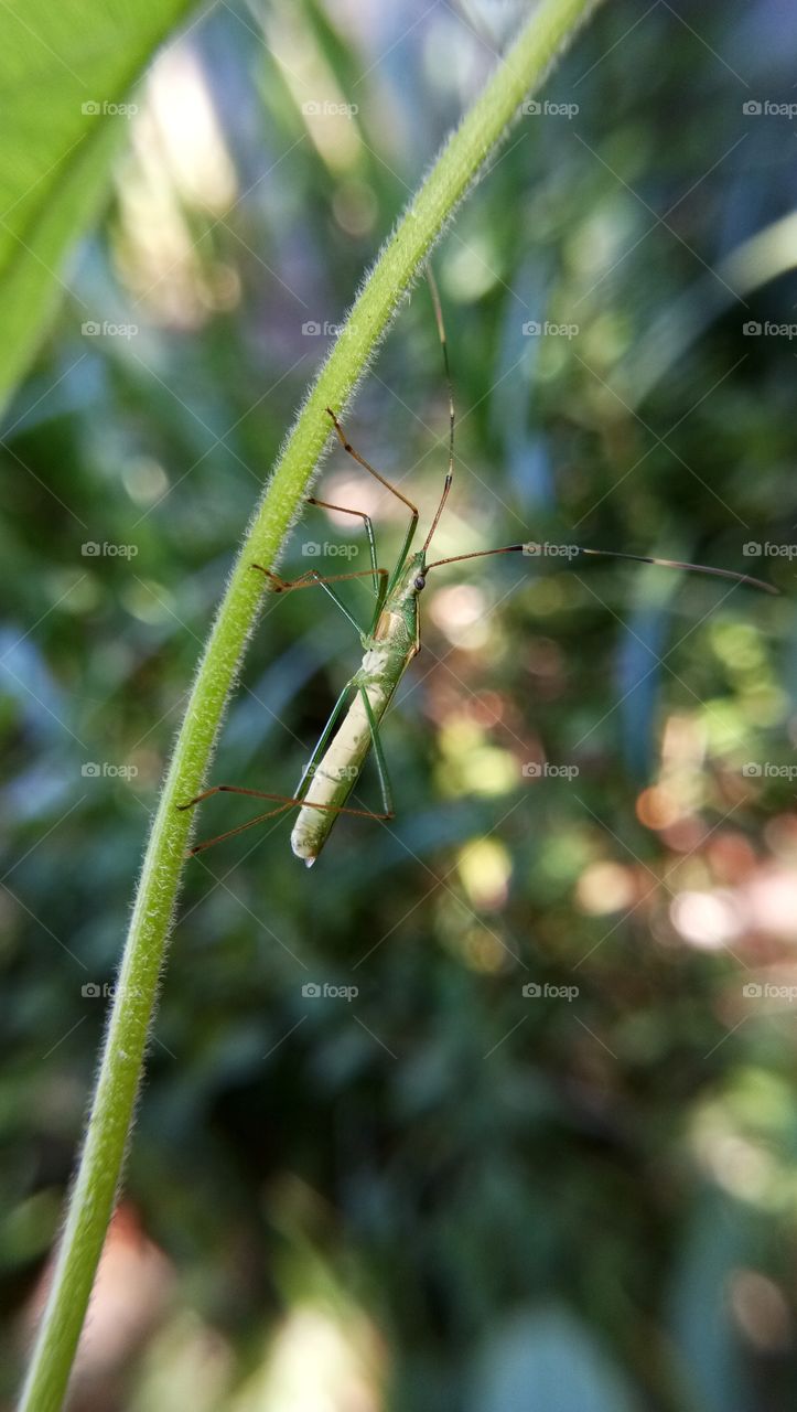 belalang dan kumbang