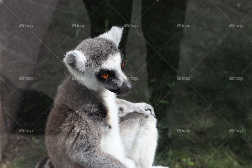 This is lemur at the zoo Belgrade.
