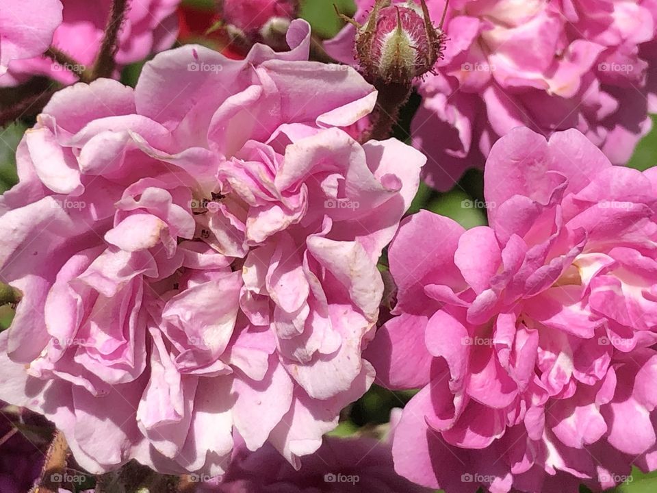 Beautiful pink roses