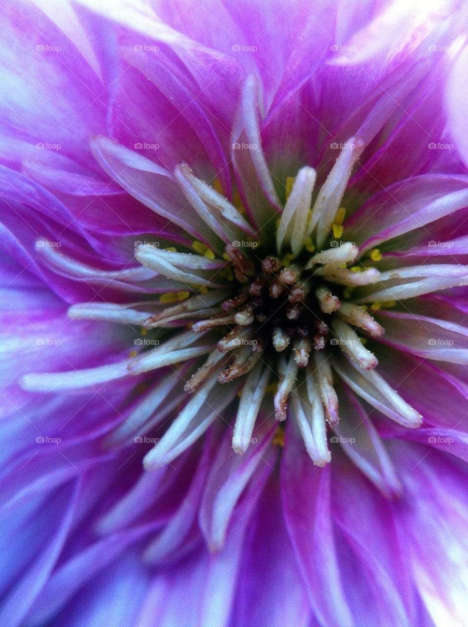 sweden flower macro blomma by goransv