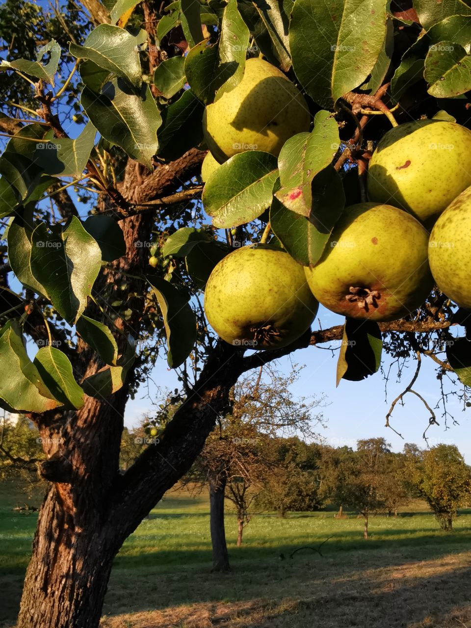 Pears lon the tree