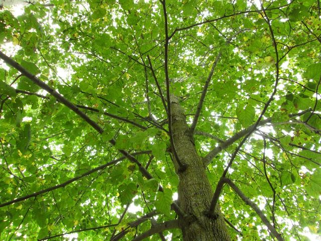 Looking up