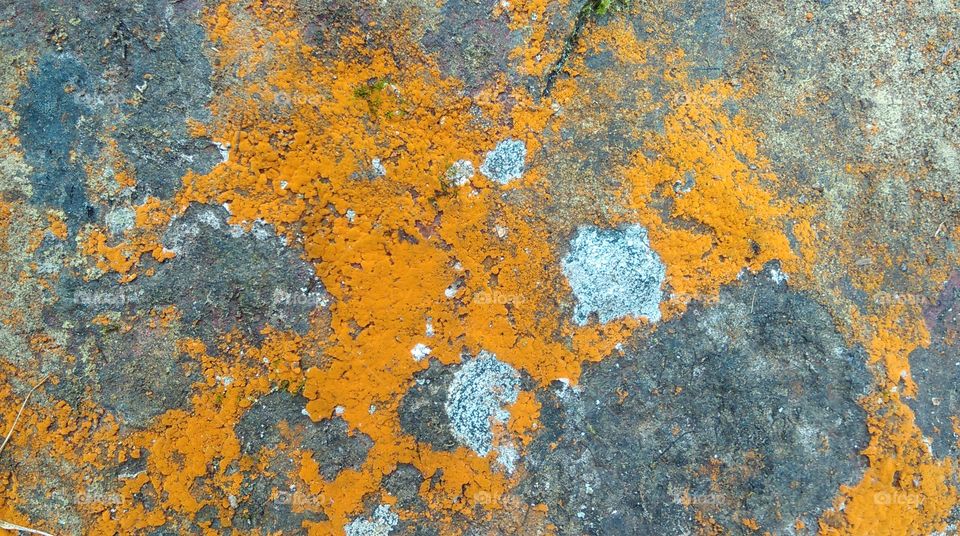 Amber lichen