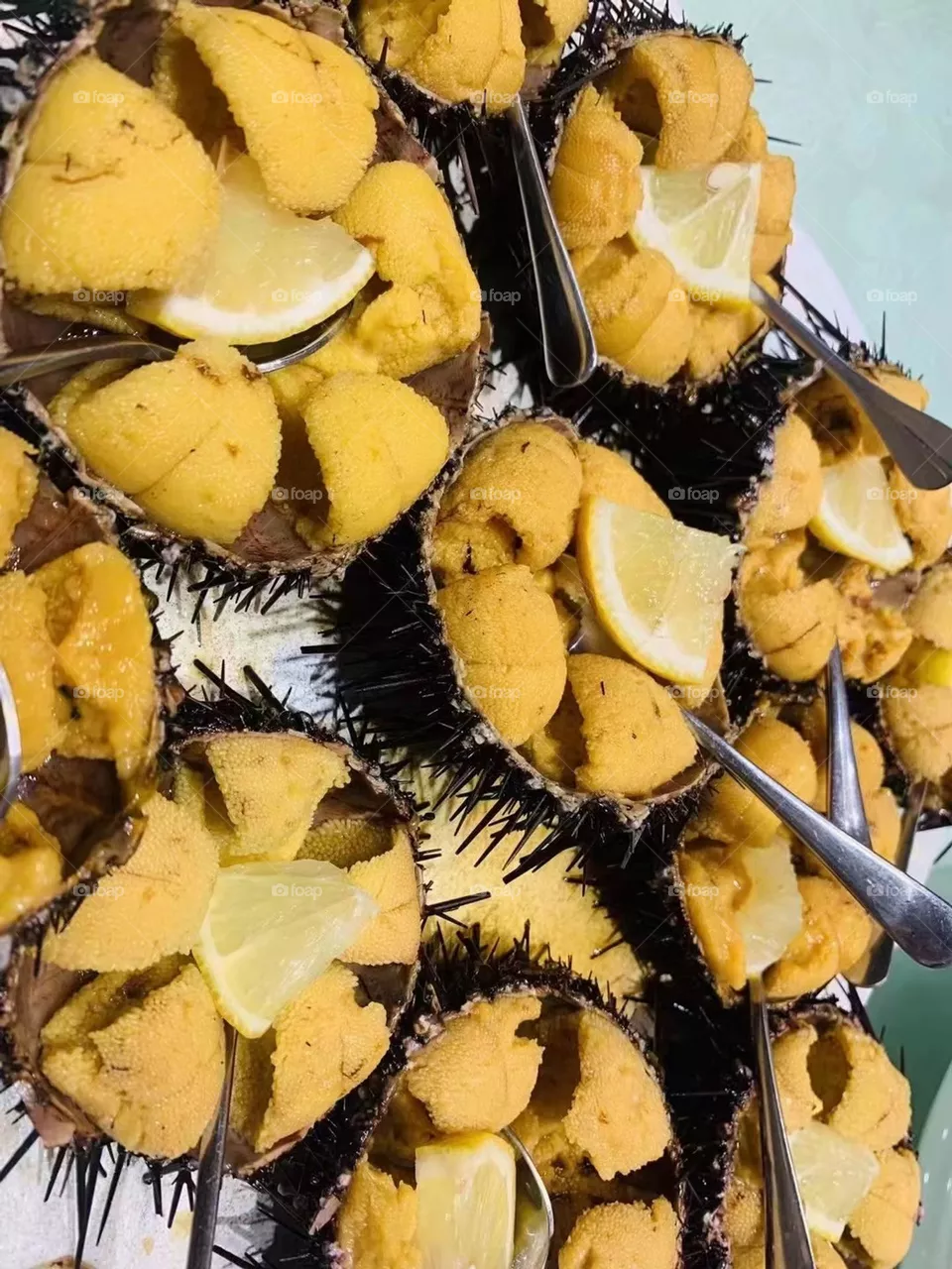 Urchin