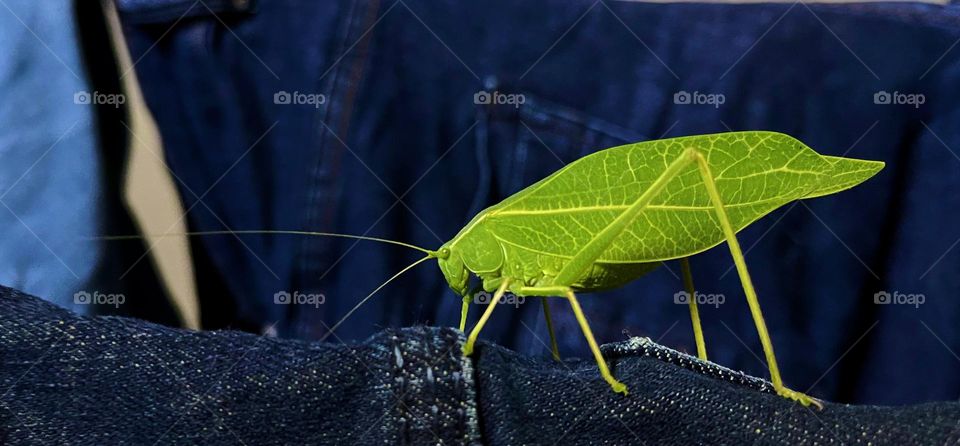 katydid, (family Tettigoniidae), also called long-horned grasshopper or bushcricket, also spelled bush cricket, any of about 6,000 predominantly nocturnal insects that are related to crickets..!