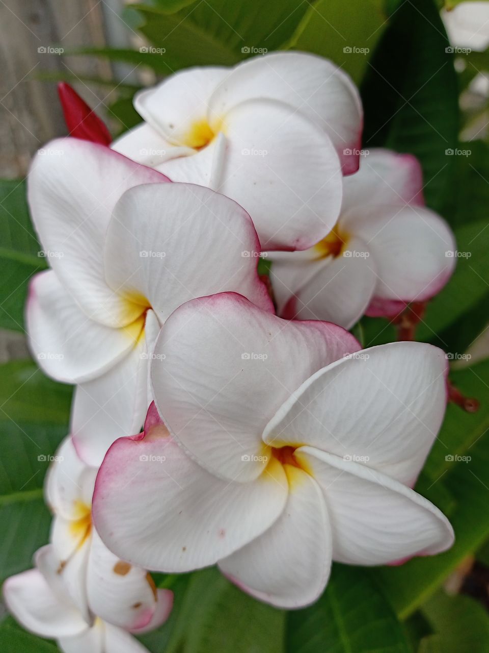 Beautiful Plumeria Flowers