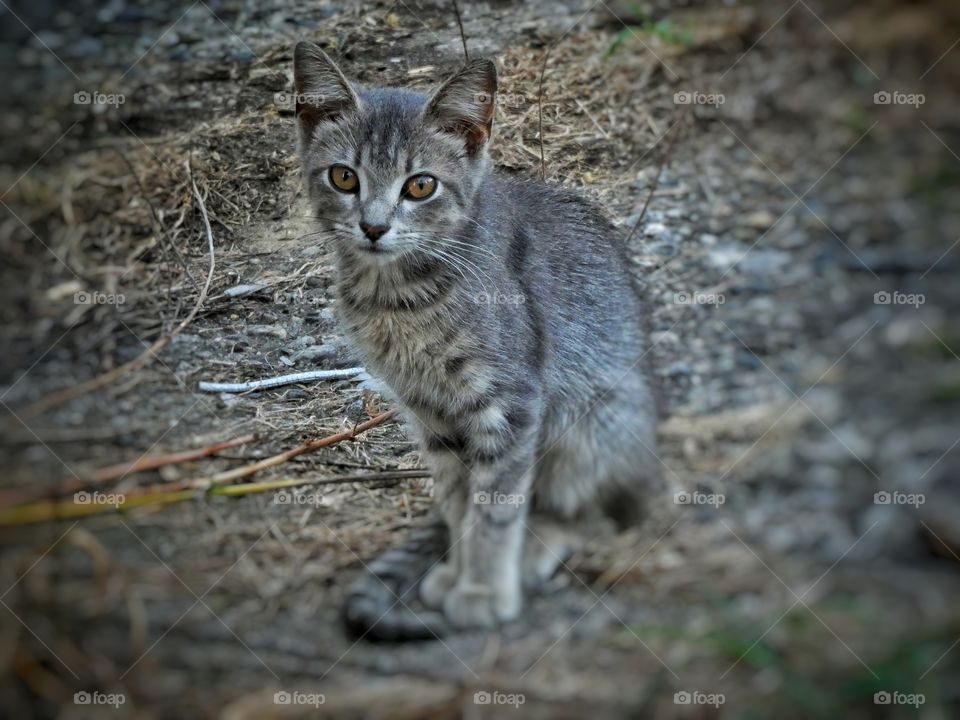 grey kitten