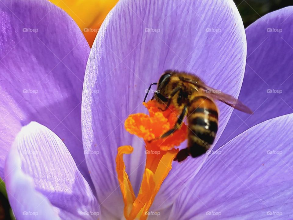 purple crocus flower and nectar bee